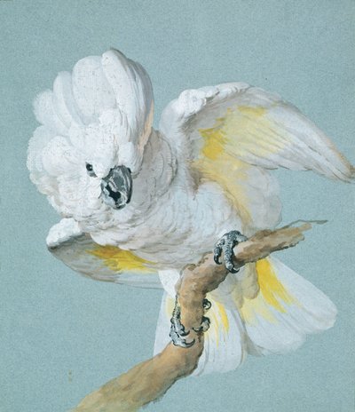 Een Grote Witte Kuifkaketoe door Aert Schouman